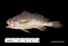 Stellifer lanceolatus, star drum, SEAMAP collections